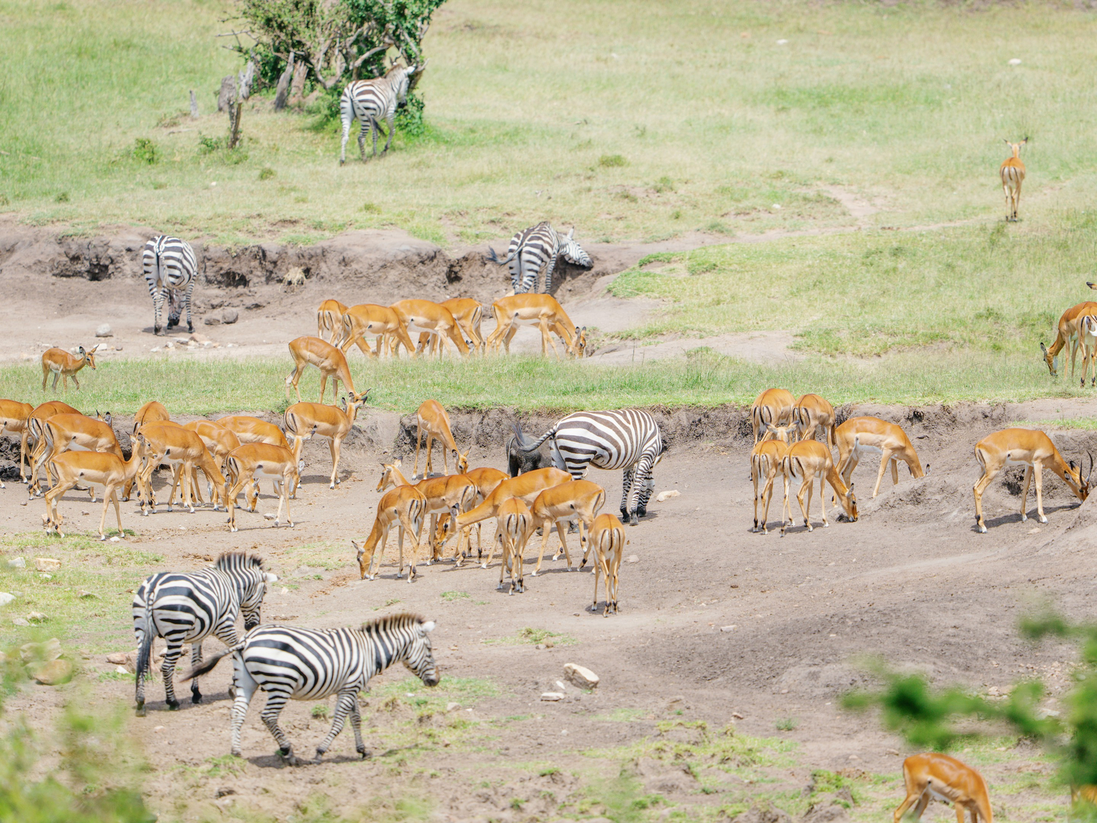 Mara Bushtops Mara Bushtops: Wildtiere an einer Salzlecke