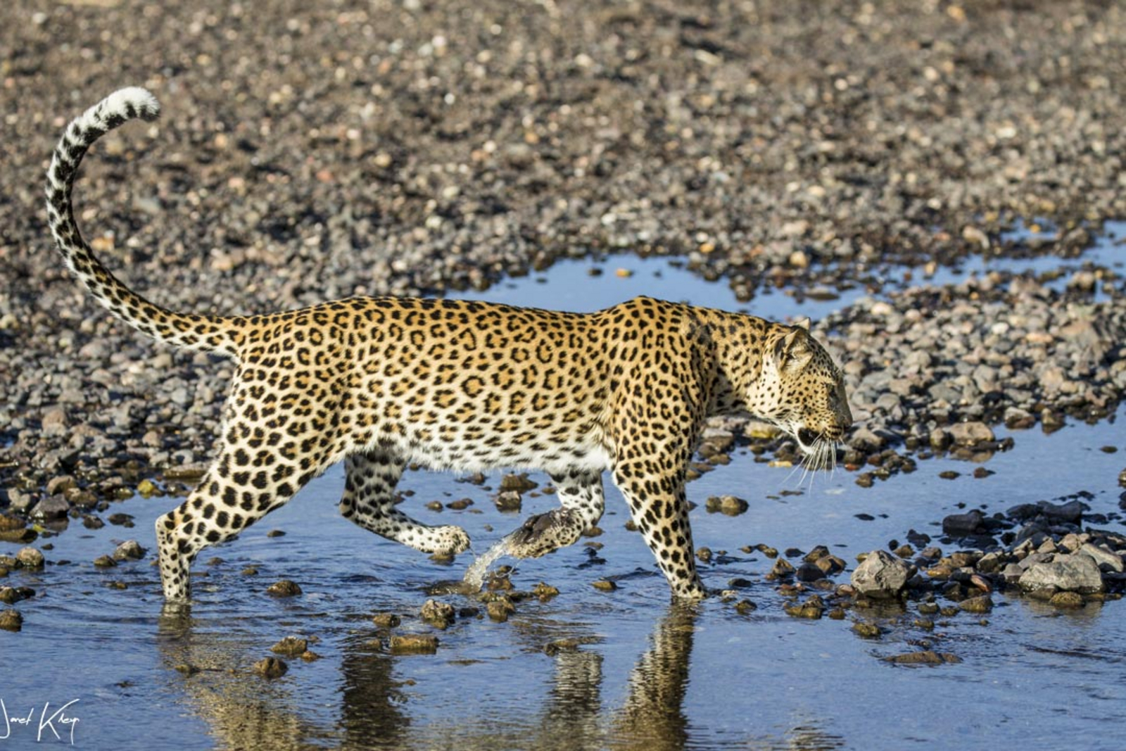 Mashatu Game Reserve Mashatu Game Reserve: Leopard am Wasserloch
