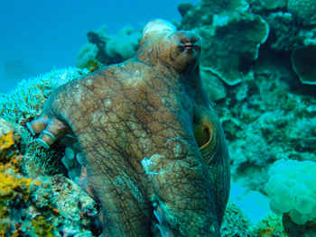 Nuarro Lodge: Oktopus