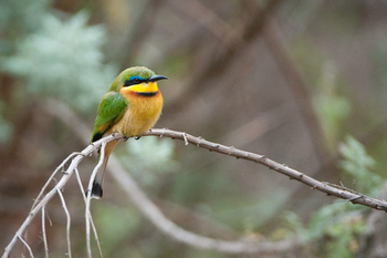 Ol Donyo Lodge: Zwergspint