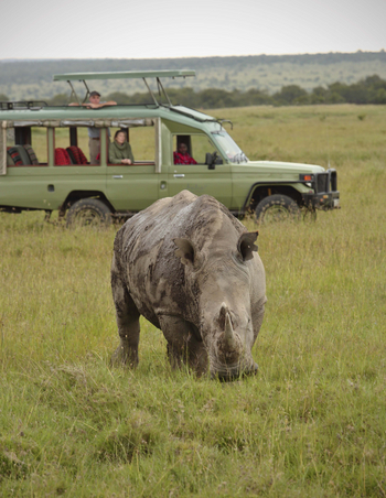 Ol Pejeta Bush Camp: Game Drive