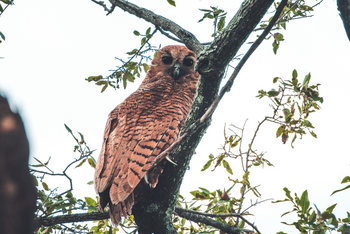 Pom Pom Camp: Fischeule