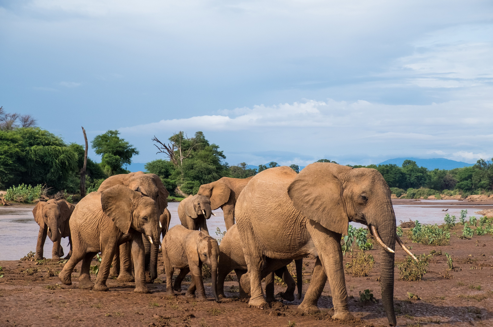 Saruni Samburu Saruni Samburu: Elefanten am Ewaso Nyiro