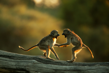 Selinda Camp: Baby-Paviane