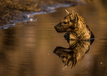 Selinda Camp Selinda Camp: Badende Hyäne