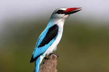 Selinda Explorers Camp Selinda Explorers Camp: Woodland Kingfisher