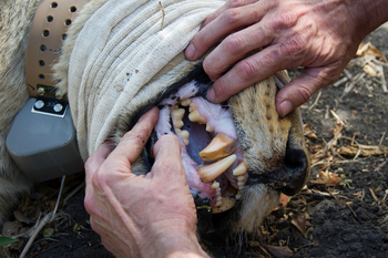 Shumba Camp Shumba Camp: Zahncheck