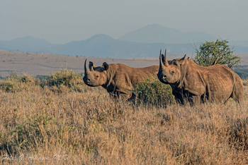 Sirikoi Lodge Sirikoi Lodge: Nashornpaar
