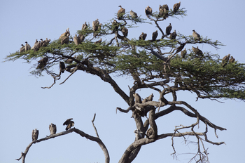 Sirikoi Lodge Sirikoi Lodge: Pas Parlament der Geier