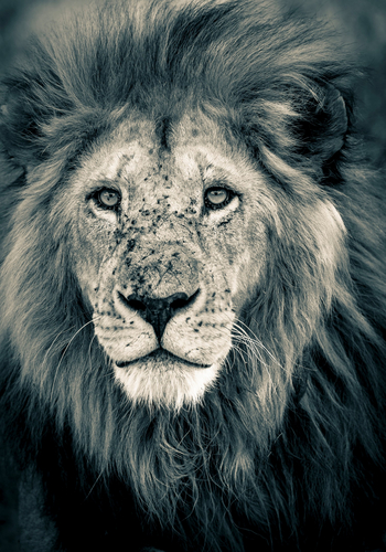 Solio Lodge: Löwenseele