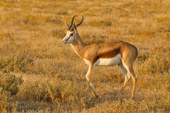 Tau Pan Camp Tau Pan Camp: Männlicher Springbock