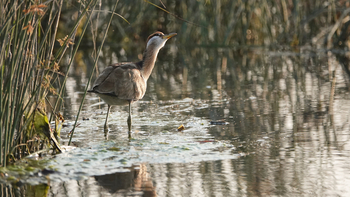 The Sarai at Toria: Bittern