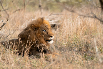 Thornybush Game Lodge: Löwenmännchne