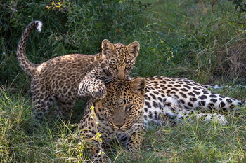 Tubu Tree Camp: Leopardin mit Baby