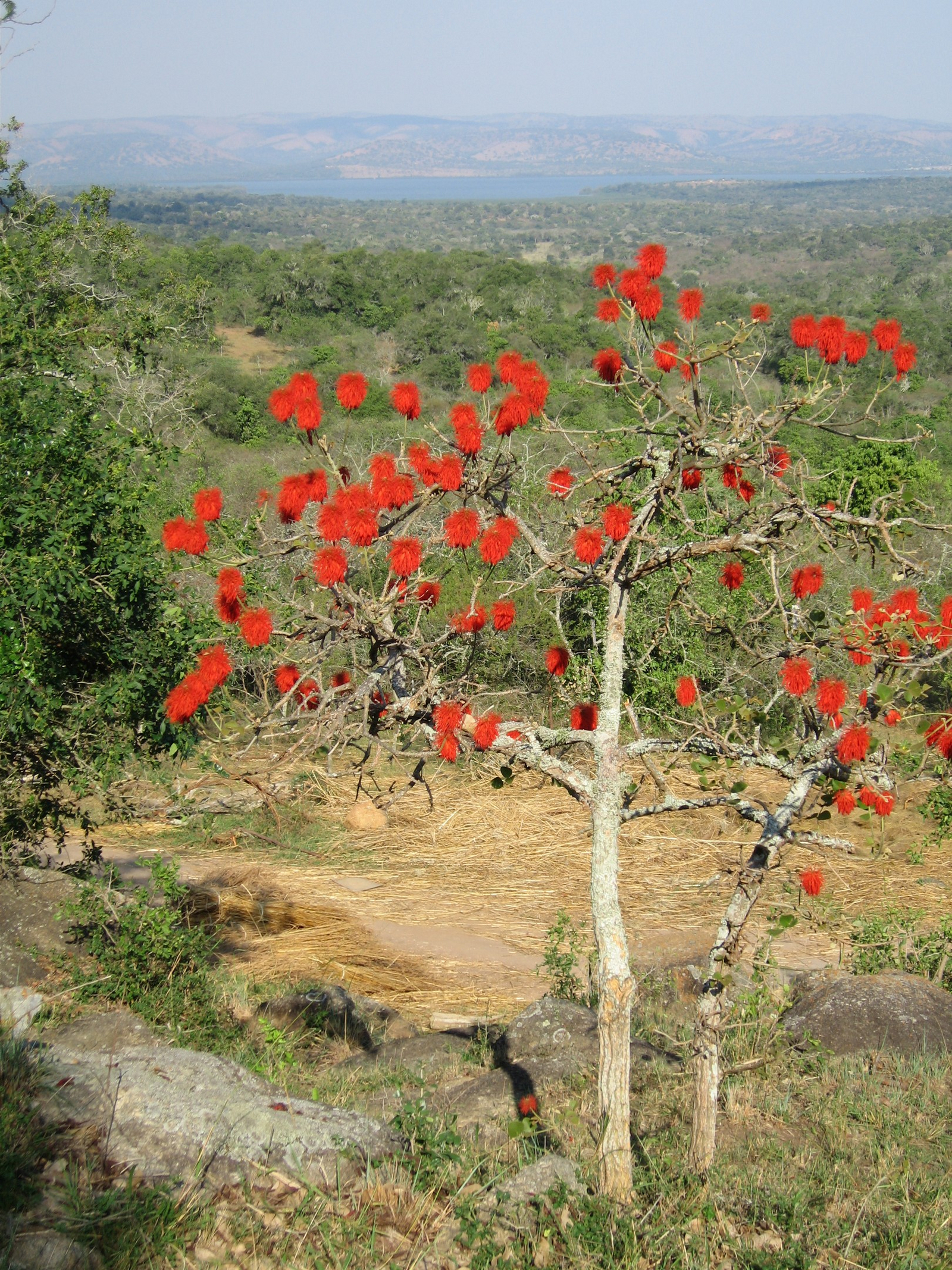 Mihingo Lodge Mihingo Lodge: Blühender Baum