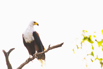 UOBS Chobe National Park: Perching Fish Eagle