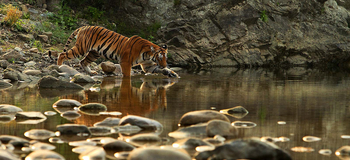 Vanghat: Tiger am Ufer