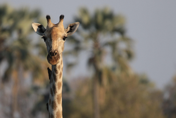Amber River Camp: Giraffenkopf