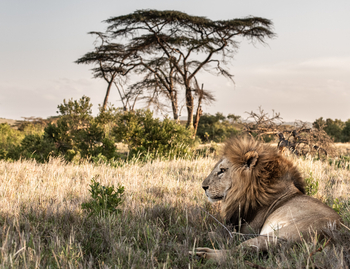 Borana Lodge Borana Lodge: Liegender Löwe