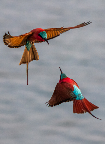 Bushcamp Company: Karminspinte