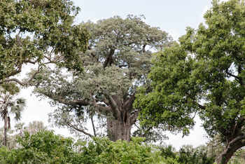 Chilo Ivory Trail Adventure: Riesiger Baobab
