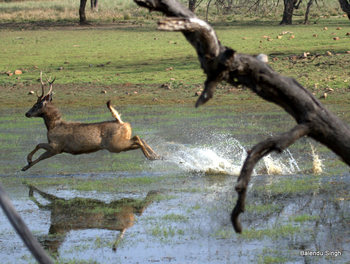 Dev Vilas: Fliehender Sambar