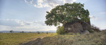 Dunia Camp: Baum zwischen Felsen