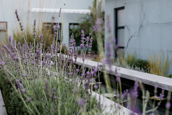 Fancy Fritz B&B: Blumenbeet