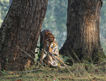 Flame of the Forest Safari Lodge: Tiger mit Beute