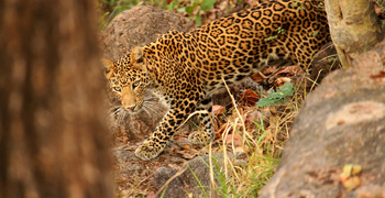 Forsyth Lodge Forsyth Lodge: Leopard
