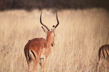 Ghoha Hills Savuti Lodge Ghoha Hills Savuti Lodge: Impala