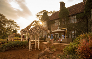 Giraffe Manor: Giraffenerlebnis