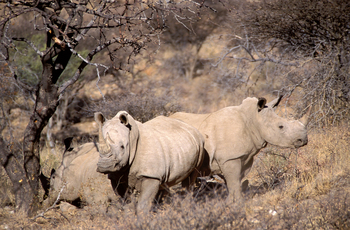 GocheGanas: Nashörner