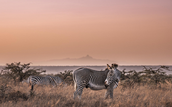 Governors' Mugie: Grevyzebras vor Mount Kenya