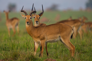 Ishasha Wilderness Camp: Uganda Kob