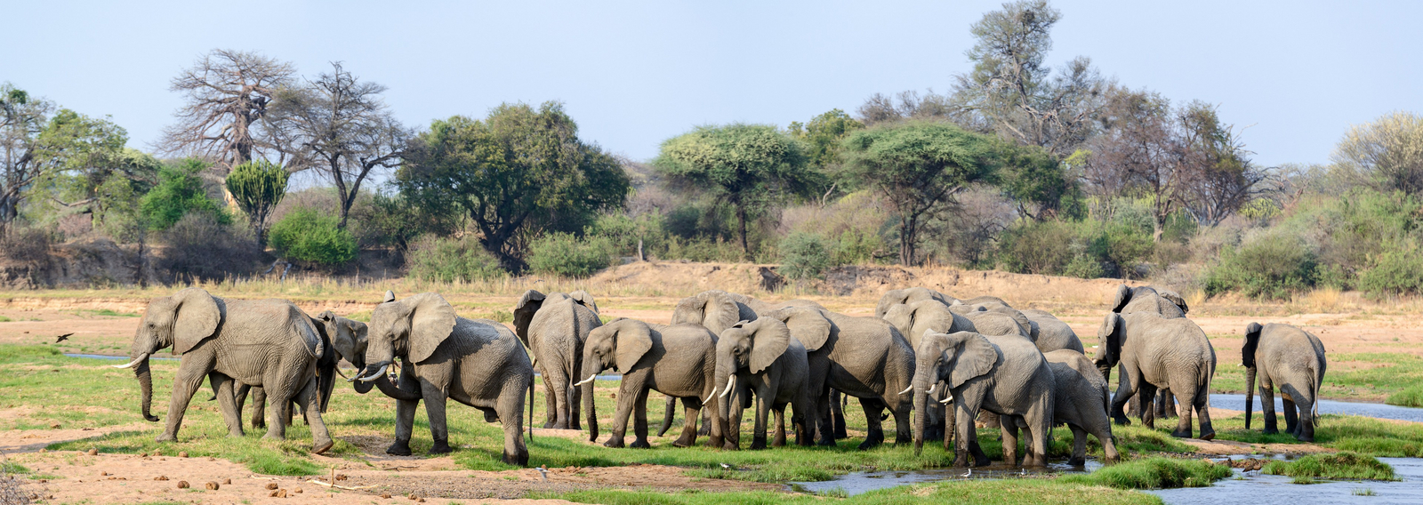 Jabali Ridge Camp Jabali Ridge Camp: Elefantenherde