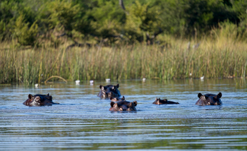 Karangoma Camp: Nilpferde