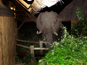 Lebala Camp Lebala Camp: Elefant zwischen den Chalets