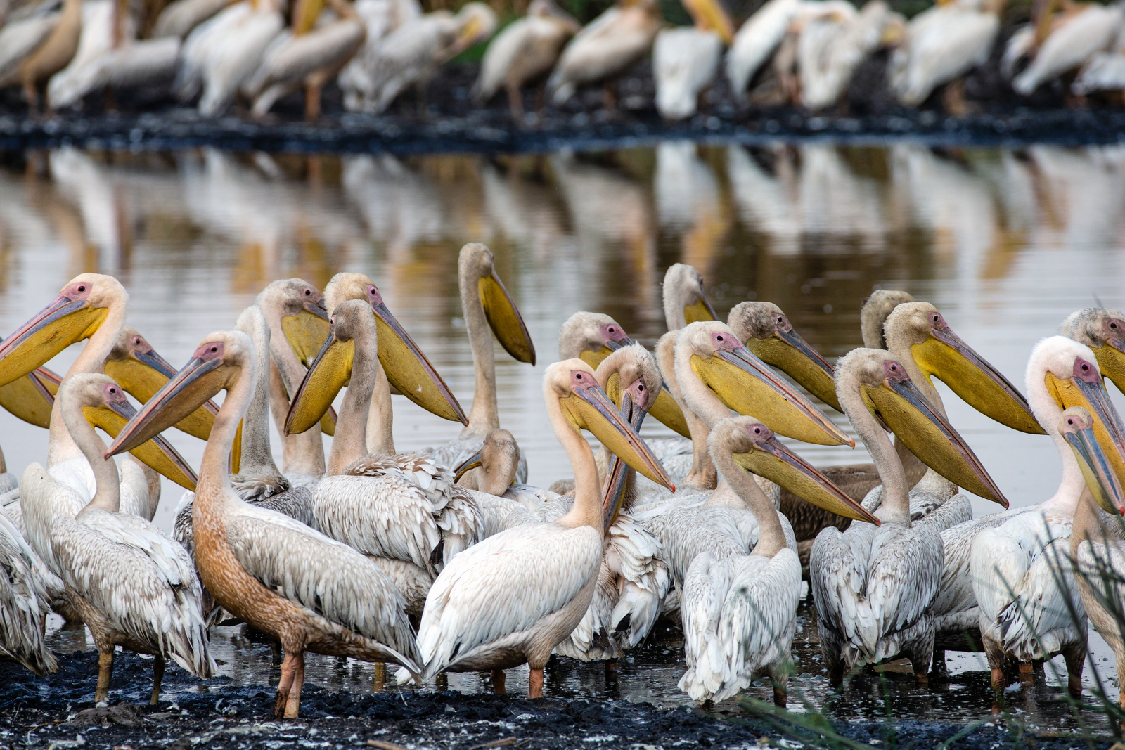 Lebala Camp Lebala Camp: Pelikane