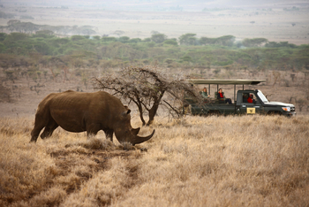 Lewa Safari Camp: Game Drive
