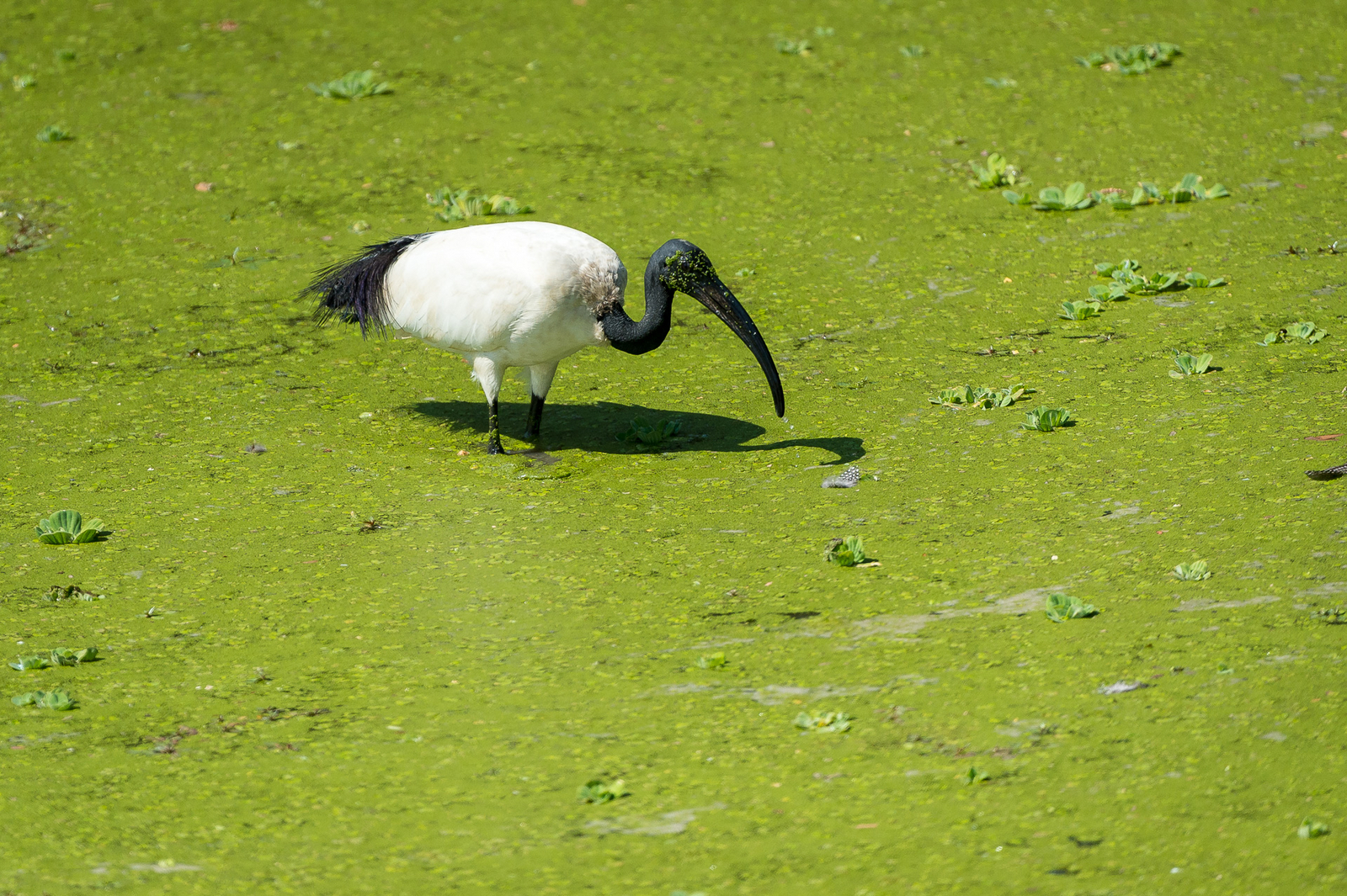 Luangwa River Camp Luangwa River Camp: .