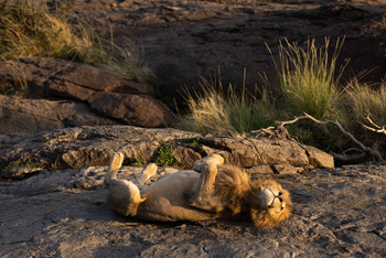 Mahali Mzuri: Löwe mit Drang zu Tatenlosigkeit