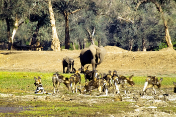 Mana Pools National Park: Wildhunde und Elefanten