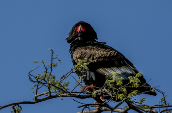 Mara Toto Tree Camp: Gaukler