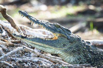 Moanachira Flood Plains: Krokodil