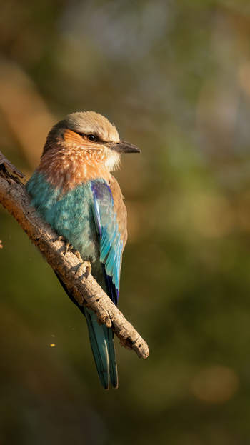 Mwagusi Safari Camp: European Roller