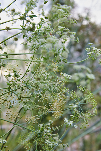 Nooishof: Haus und Hof