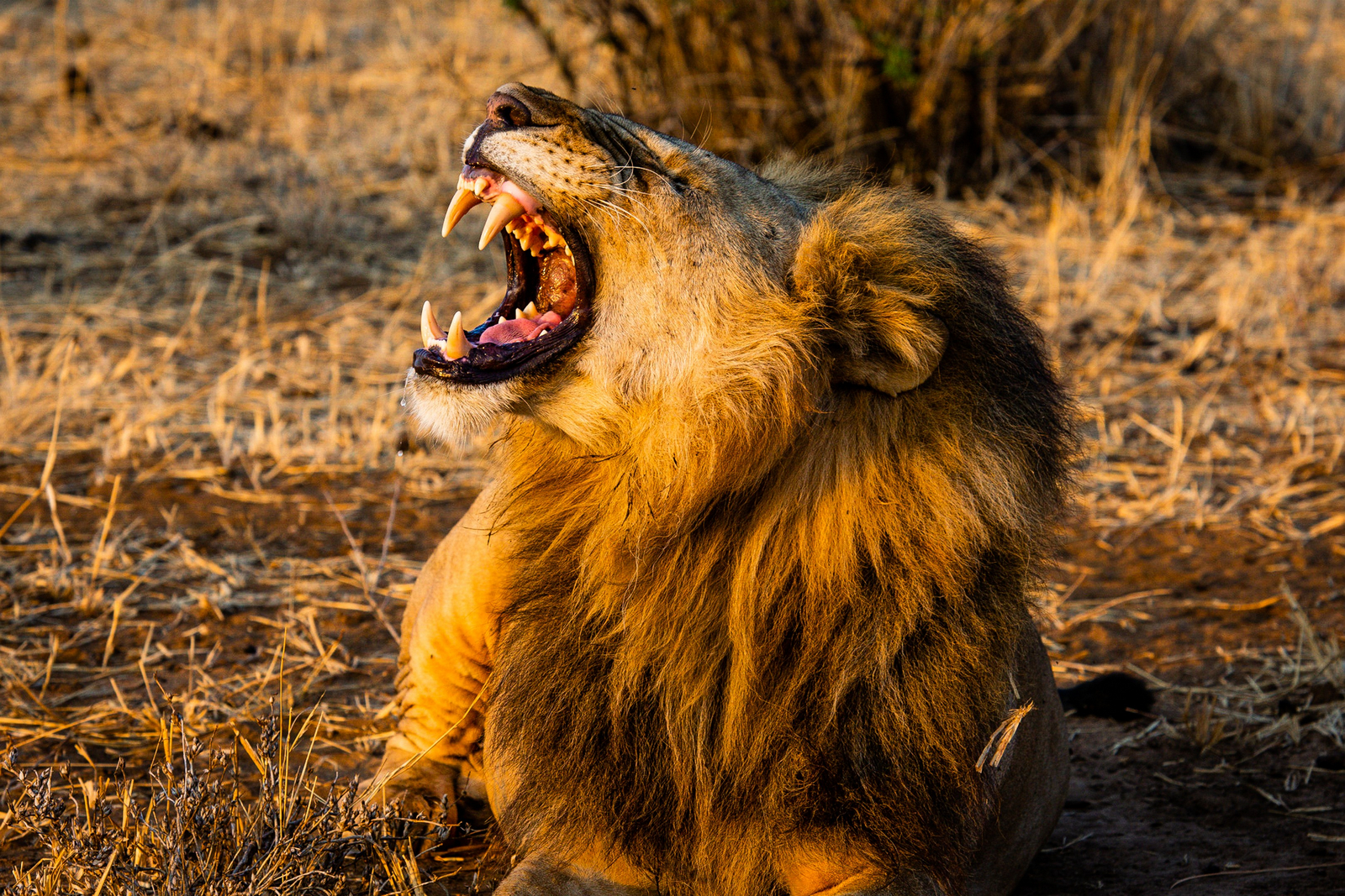 Olkeri Camp Olkeri Camp: Gähnender Löwe