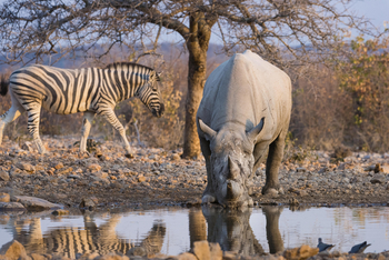 Ongava Reserve: Trinkendes Nashorn