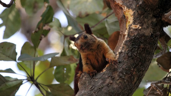 Reni Pani Jungle Lodge: Giant Squirrel